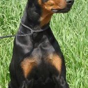 Richard Wakeman - Pinterest Profile Picture of Richard Wakeman (@richardwakeman) on Pinterest