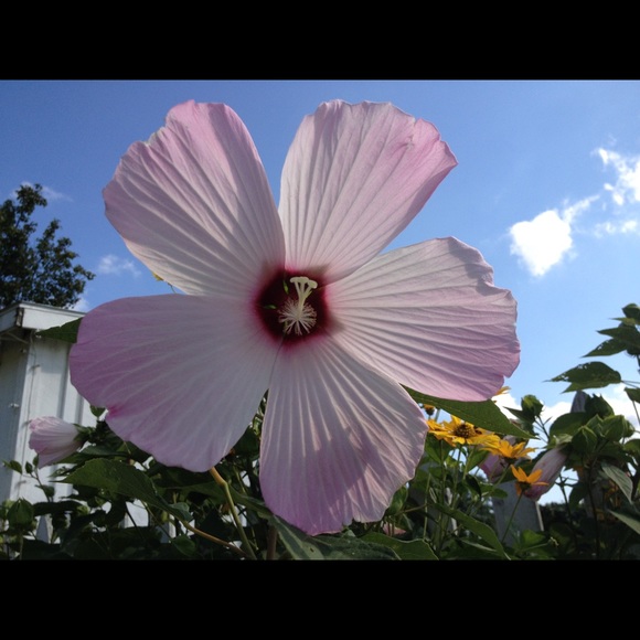 Profile Picture of Bobbi Boland (@1engteacher) on Poshmark