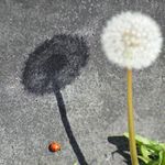 Profile Picture of Daniela Brandt (@brandt9652) on Instagram