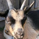 Profile Picture of Leo Baumgartner (@passeierergebirgsziegen) on Instagram