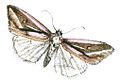 Profile Picture of Micardia pulcherrimaon Wikipedia