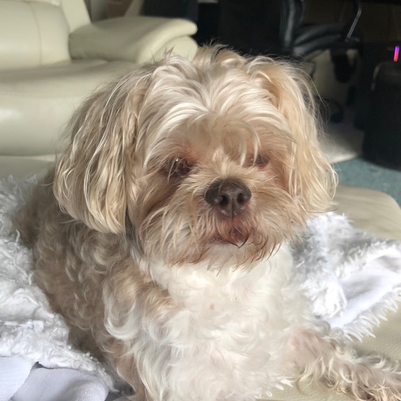 Profile Picture of Richard Pettibone (@rpettibone) on Poshmark