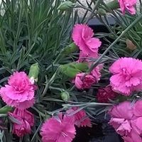 Profile Picture of Myrna De Guzman (@myrna-de-guzman) on Quora