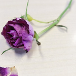 Profile Picture of Emily Zhang (@emily zhang lylo) on Flickr