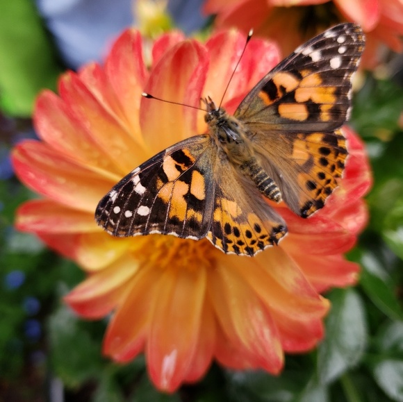 Amanda Gulliford - Poshmark Profile Picture of Amanda Gulliford (@amandagulliford) on Poshmark