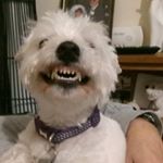 Profile Picture of robert nettleship (@robert_nett) on Instagram