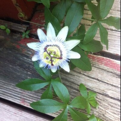 Sylvia Bone Bingham - Twitter Profile Picture of Sylvia Bone Bingham (@bingham_sylvia) on Twitter