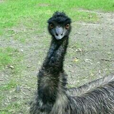 Profile Picture of Dan Gervais (@gervais_dan) on Twitter