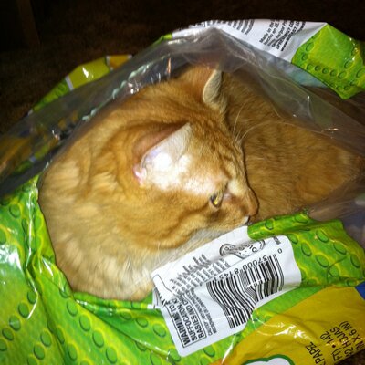 Profile Picture of Tami Wilcox (@Locogiz) on Twitter