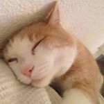 Profile Picture of Brigitte Blaser (@brigitte_blaser) on Instagram