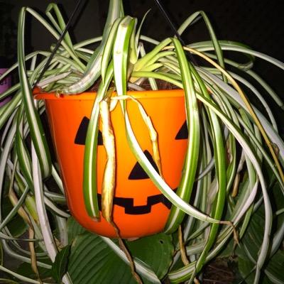 Profile Picture of Jeff The Plant (@jeff_the_plant) on Twitter