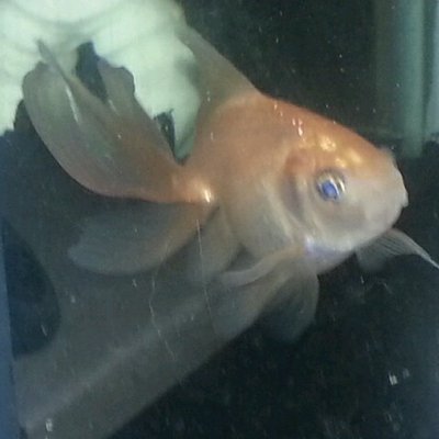 Profile Picture of Thomas Dykas (@TomDykas) on Twitter