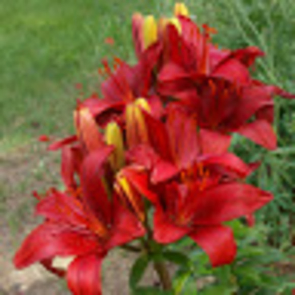 Profile Picture of Mandy Nitz (@mandysuenitz) on Poshmark