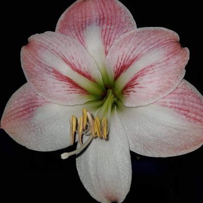 Profile Picture of Janet Messer, Ph.D. (@JZMesser) on Twitter