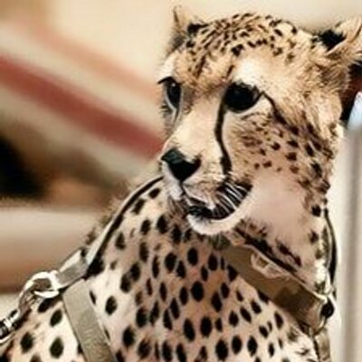 Profile Picture of KhaliD Ben MohammaD (@5__m__3) on Twitter