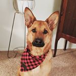 Profile Picture of Kevin (@kevin.the.mountain.doggo) on Instagram