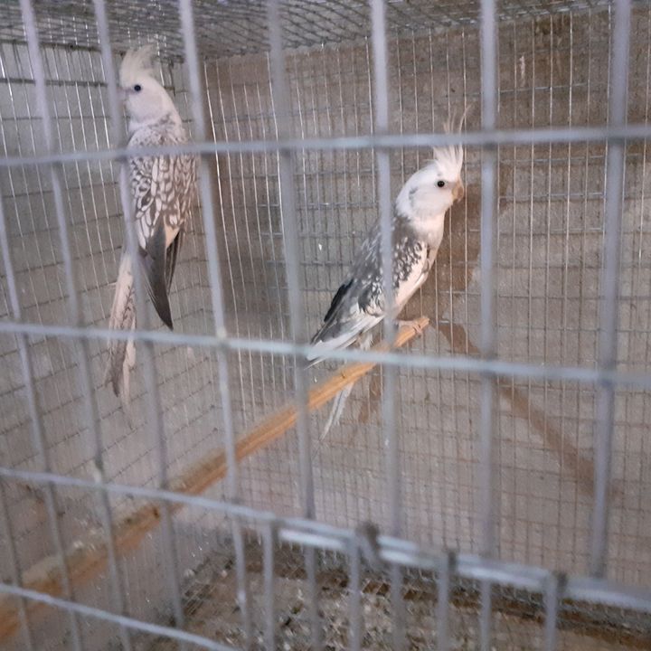 Profile Picture of DominikRotolo (@dominikrotolo) on Tiktok