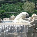 Profile Picture of Raffaele Iacono (@iaconoraf) on Instagram