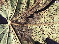 Profile Picture of Asperisporium caricaeon Wikipedia