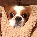 Profile Picture of Suzanne Scott (@stellascott13) on Flickr