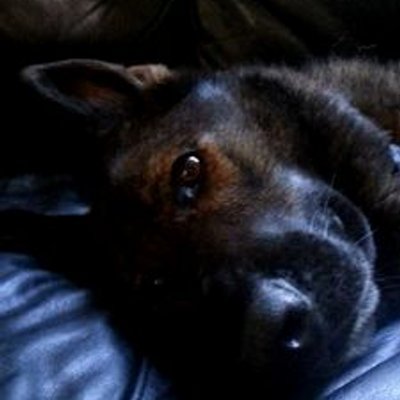 Profile Picture of Craig Alward (@cralward) on Twitter