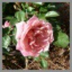 Profile Picture of arielburgess (@pauletteburgess1) on Instagram