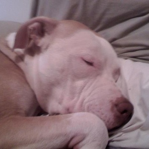 Profile Picture of Steven Pinto (@i55u3isp0ppinsinc308) on Myspace