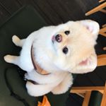 Profile Picture of 관종뽀매 채푸딩이❤️팔로우❤️좋아요❤️댓글❤️환영 (@pudding.161208) on Instagram
