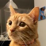 Profile Picture of Reese | Ginger Cat (@gingercat_reese) on Instagram