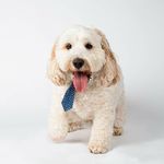 Profile Picture of Digby Stebbs (@diggersthecockapoo) on Instagram