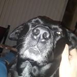 Joshua Reif - Instagram Profile Picture of Joshua Reif (@joshua_reif) on Instagram