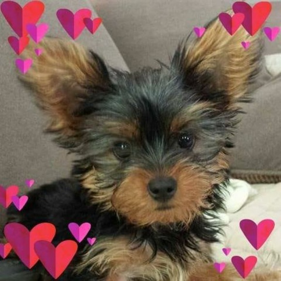 Profile Picture of Phyllis Decramer (@pdecramer01) on Poshmark