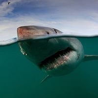 Shelly Carlin - Twitter Profile Picture of Shelly Carlin (@shelvis13) on Twitter