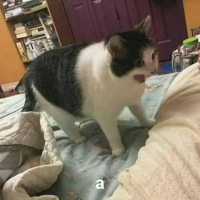 Profile Picture of Jonathan Alcocer (@alcoc15) on Twitter