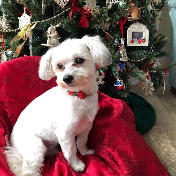 Profile Picture of Wendy Baldassari (@wlb84) on Poshmark