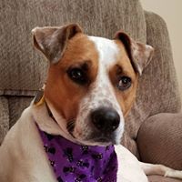 Profile Picture of Dick Kalbfleish (@dick-kalbfleish) on Quora