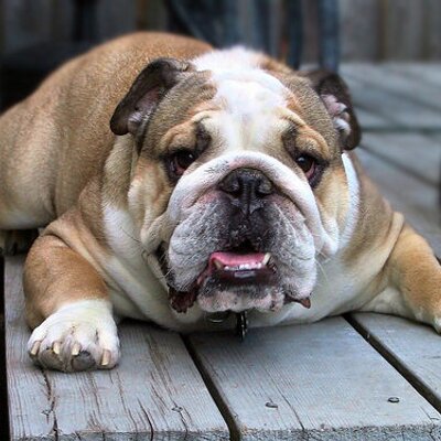 Profile Picture of Randall Swartzfager (@rswartzfager) on Twitter