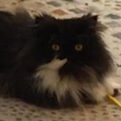 Profile Picture of Sharee L. Ratten (@shareel.ratten4741) on Youtube