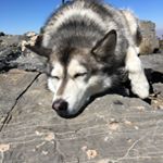 Profile Picture of Furry (@tyler.furry) on Instagram