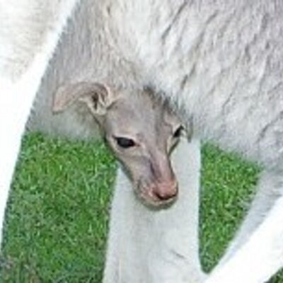 Profile Picture of Franz Resch (@franzresch) on Twitter