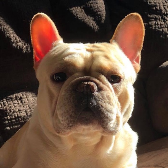 Profile Picture of Claude Demoski (@akbulldog) on Poshmark