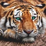 Profile Picture of Anton🔥Troyan (@anton___troyan) on Instagram