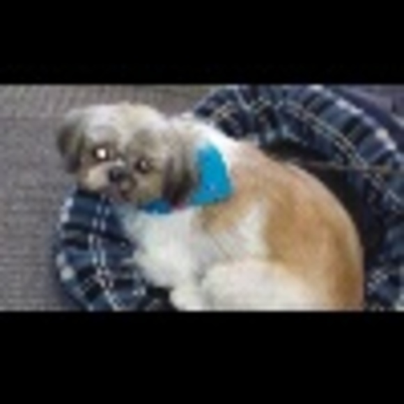 Profile Picture of Danielle Hunkins (@rsvassar) on Poshmark