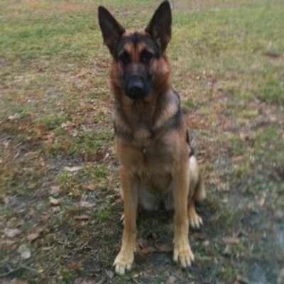 Profile Picture of Ron Meyer (@RonaldDMeyer) on Twitter