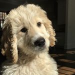 Profile Picture of Ivy Cohen (@blueivy_cohen) on Instagram