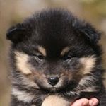 Profile Picture of Torild Bjørshol Kjønnøy (@yatsi_lappie) on Instagram