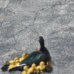 Profile Picture of Daniel Folkman (@Daniel-Folkman) on Facebook