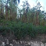 Profile Picture of Frantz Monestime (@frantzmonestime) on Instagram