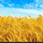 Profile Picture of Natalia Savchenko (@nata_savch) on Instagram