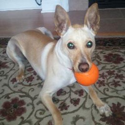 Profile Picture of Scott Lau (@Hokie451) on Twitter